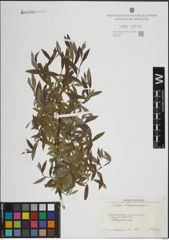 Foto von Salix lapponum L.